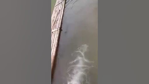 Cá bống( Cá Dốc) Đồng bào Thái Thanh hóa