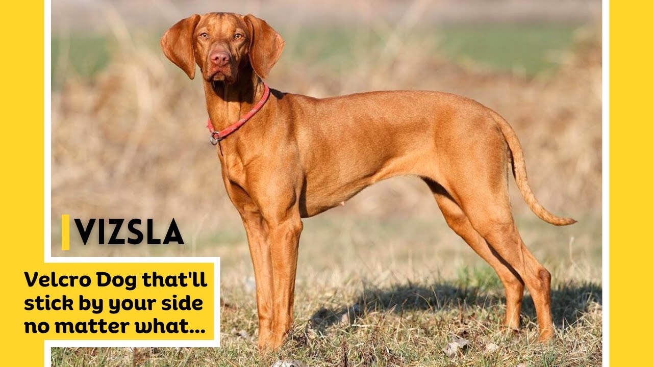 man-s-best-friend-amazing-facts-about-vizsla-dogs-hungarian-vizsla