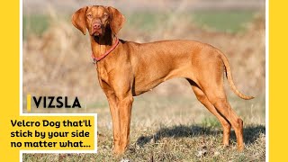 Man's Best Friend: Amazing Facts About Vizsla Dogs | Hungarian Vizsla