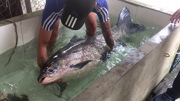 Cận cảnh cá trắm đen nặng 55kg đánh bắt ở hồ Thác Bà