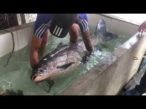 Video Cận cảnh cá trắm đen nặng 55kg đánh bắt ở hồ Thác Bà - youtube