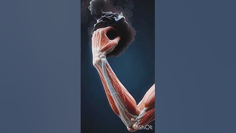 Ultra-Realistic 3D Wrist Anatomy in Motion | Muscles, Tendons & Ligaments Revealed #HumanBodySecrets
