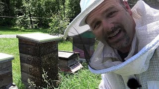 WE SQUISHED ONE......AND THEY DIDN'T LIKE IT!!