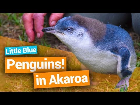 Video: Kebimbangan Untuk Penguin Wayward New Zealand