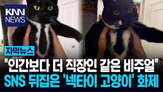 'Let go, human, I'm late!' A cat wearing a suit to work? A hot topic / KNN