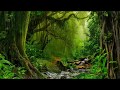 7.83 Hz Ancient Forest Rain Sounds for Rest Relaxation & Deep Sleep Dark Screen ASMR