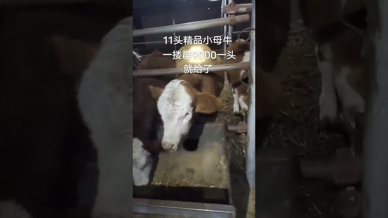 cowboy bebop|cowboy bebop netflix|Mother and baby Cow |cow farms |Shorts feeds