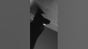 Thumbnail of WING, Hellcat, Hiss - Umaga (Teaser) #shorts