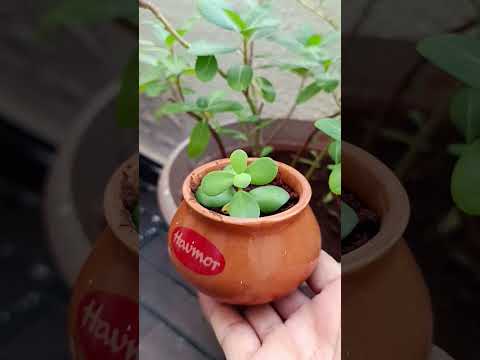 Maa Laxmi Ji Ka Paudha 🪴☘️ #plants #monyplant #jadeplant #maalaxmi #paudha #naturevoice  #neelamojha