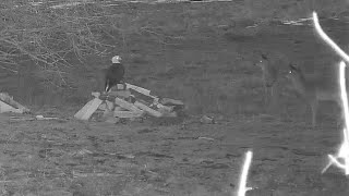 Decorah North Nest | Dad on a woodpile and the deer visiting him ~ 3-18-2021