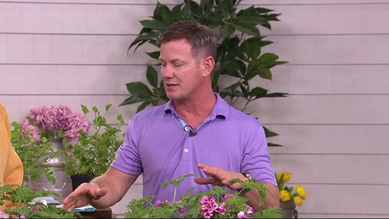 Roberta's 4piece Scented Citronella Geranium Collection on QVC YouTube