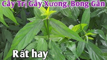 Bài thuốc trị Gãy Xương,Bong Gân rất hay. PHAN HẢI channel.