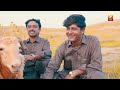 Yaaren Da Yaar Banr Ke Chitta Jawab Na Day | Tahir Farooq | (Official Video) | Thar Production Mp3 Song