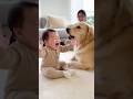 【大爆笑】赤ちゃんのいないいないばーに最高のリアクションをするゴールデンレトリーバー🤣🐶 Golden Retriever’s Funniest Peekaboo Reaction