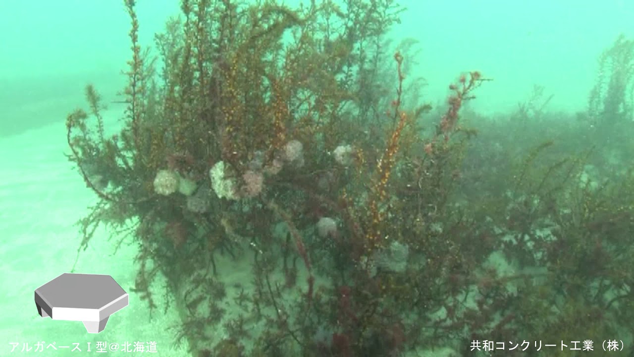 水中映像 ハタハタ産卵藻場礁 冬 アルガベース 型 北海道砂原 Underwater Youtube