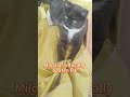 Milo is finally FIP-free 💛 #fip #cat #gs441524 #cathealth #fipwarrior