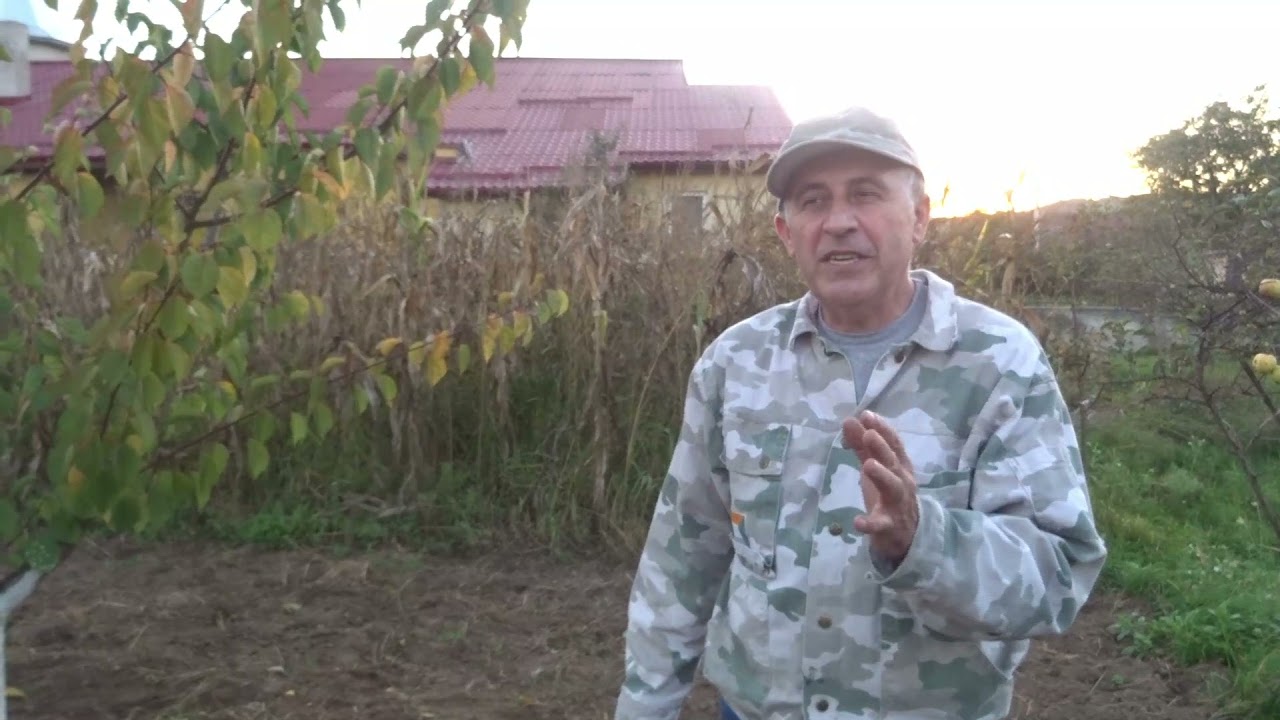 Pomii se văruiesc toamna sau primăvara? Un pont foarte important