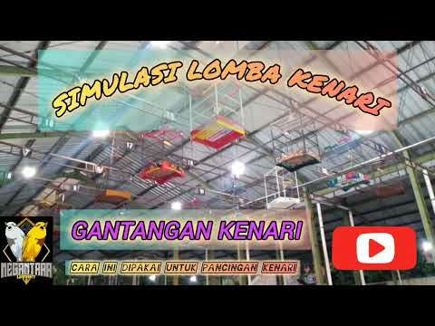 PANCINGAN Kenari BETINA Cuit Cuit || Masteran Kenari Paud Agar Cepat Bunyi #2