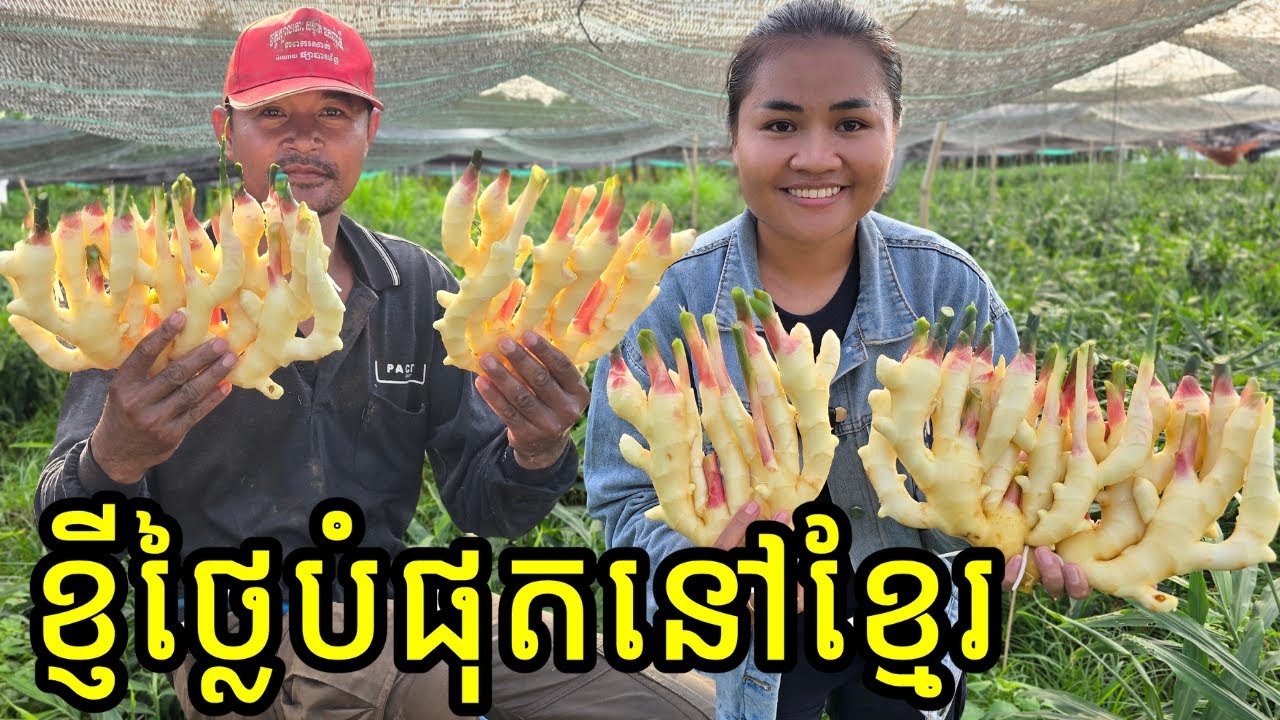 ខ្ញីកោះដាច់ ១គីឡូ ១៥០០០៛-៣០០០០៛ ដាំកន្លះហិកតា គាស់មើមលក់១ថ្ងៃ ១០០គីឡូឡើងទៅ | Sa Thoura