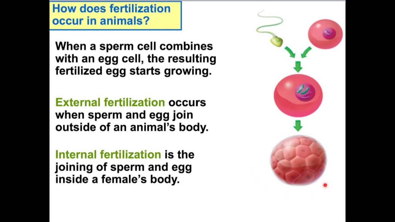 Ch. 2 Lesson 3 Animal Life Cycles YouTube