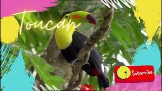 Toucan|Exotic|Suara Burung|Hutan|Animal|Tukan