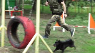 Шипперке бежит аджилити. Фрагмент тренировки. [ Schipperke agility training ]