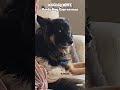 Goofy Dog Expressions #shorts