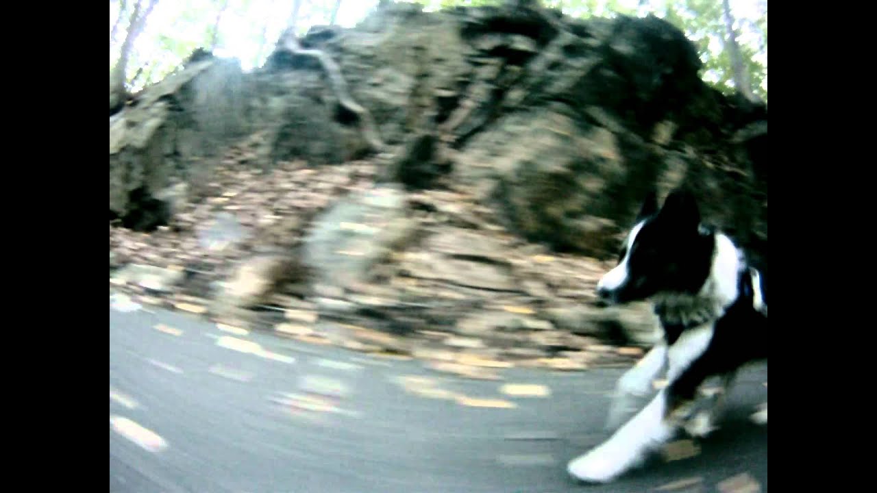 Springer bicycle attachment for dogs. Oreo YouTube