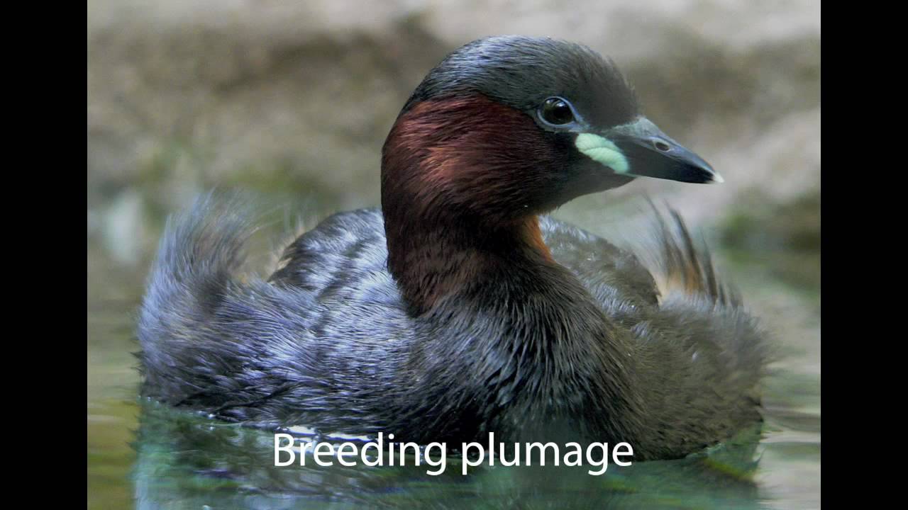 Australasian Grebe, image size:1280x720
