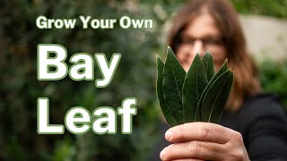 BAY LAUREL GROWING GUIDE: How to Grow & Propagate Bay Leaf in any Climate