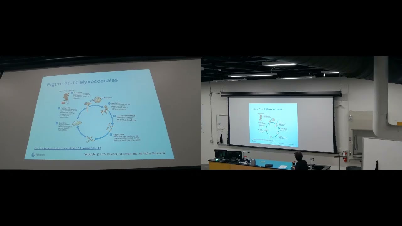 BThe Prokaryotes Domain Bacteria and Archaea (Chapter 11) Part B