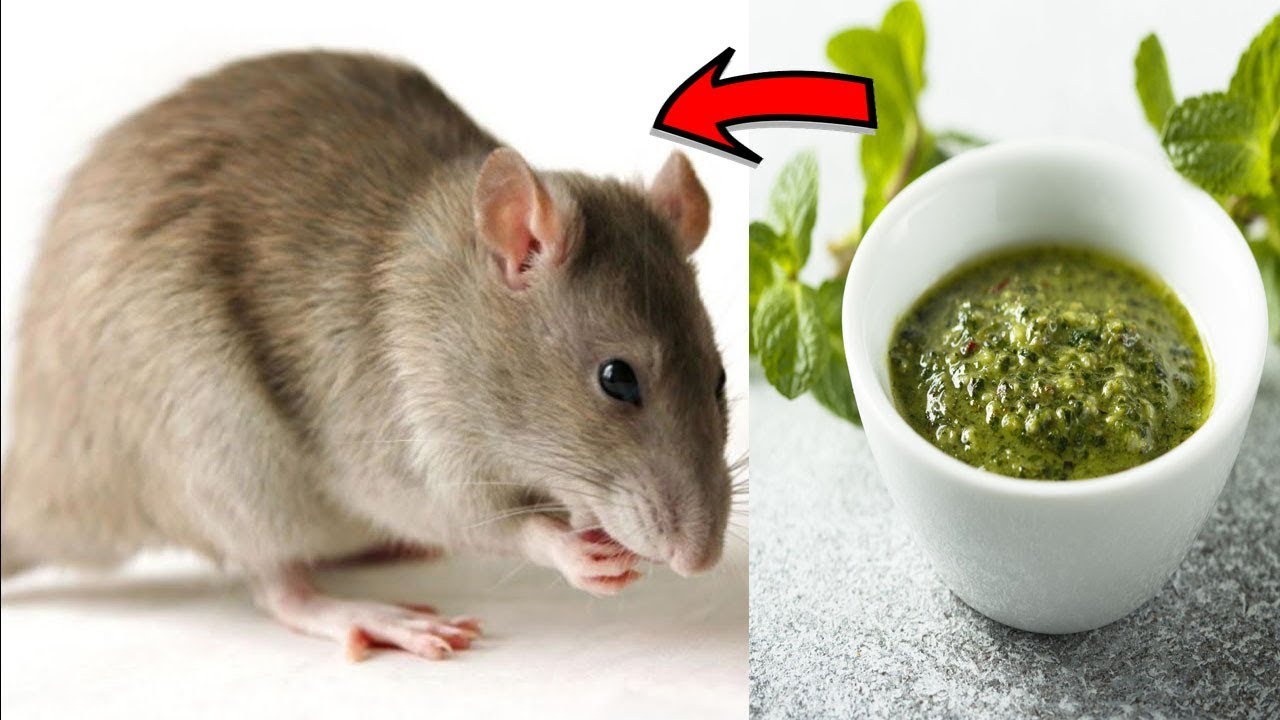 how to get rid of rats in house fast