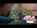 [4K] 初心者必見、真柏を買ってまずすべきこと Part 2 [盆栽・初心者]