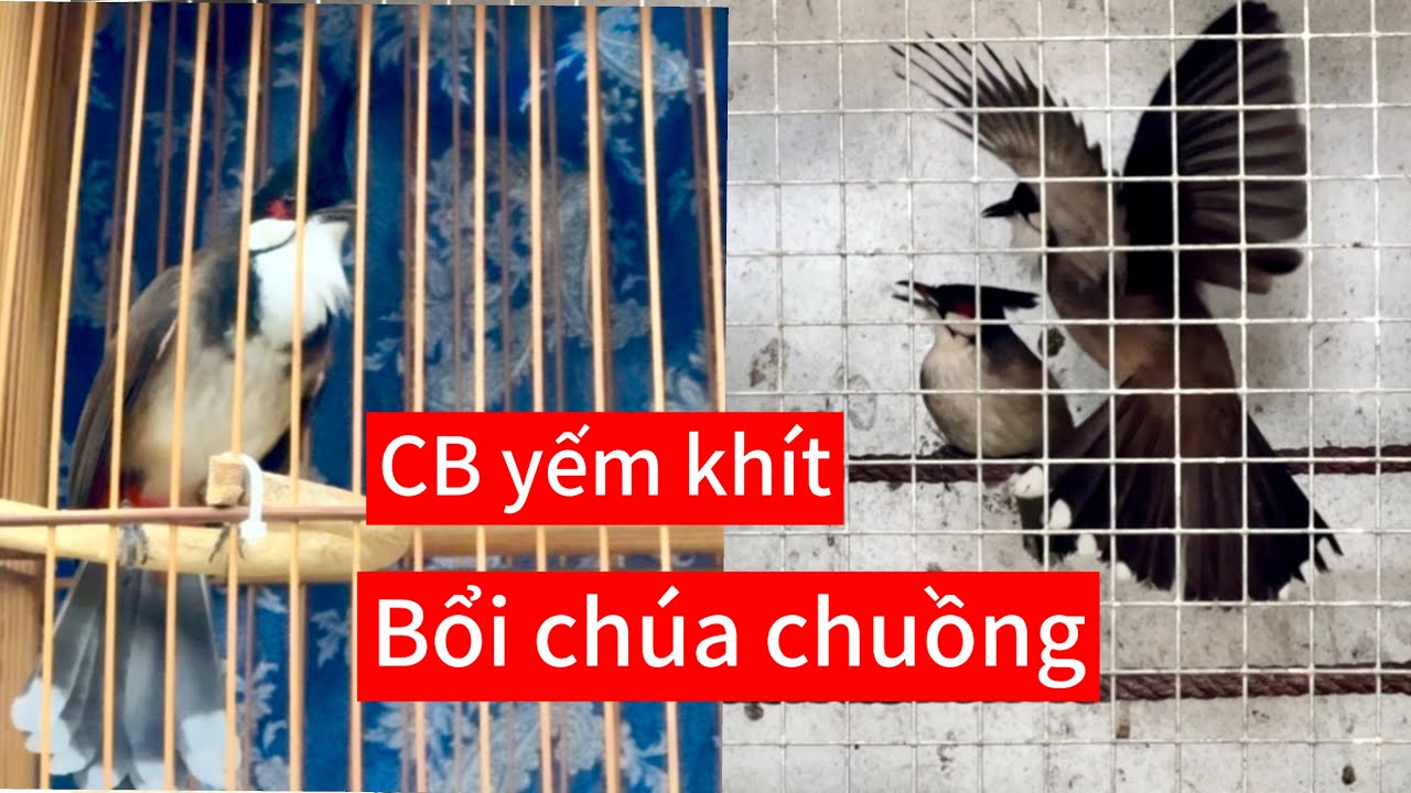 Chào mào bổi đại ca nết dữ chuẩn chất CB tương lai. CB 1,5 mùa yếm víp lực trâu 