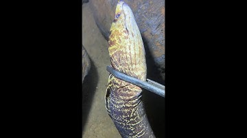 LIVE🔴-Diving under the sea to catch eels, crabs and sea cucumbers | P1-1