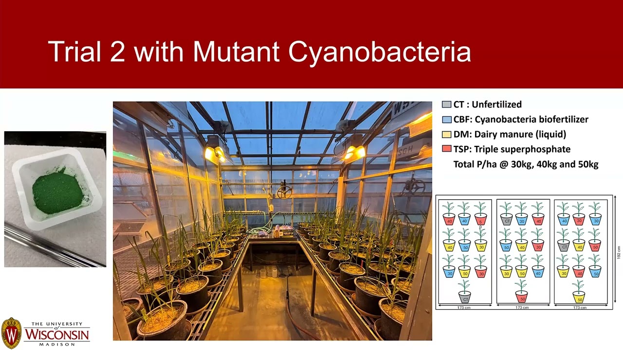 Cyanobacteria biofertilizer production from manure