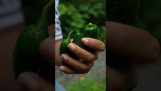 Harvesting Hot Peppers #shorts #garden #gardening #short