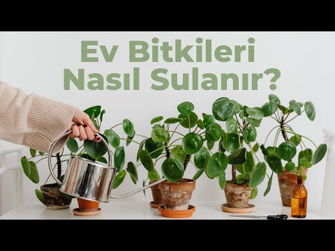Video: Agave Kök Çürüğü Nedir: Agave Bitkilerinin Kök Sorunları Hakkında Bilgi Edinin