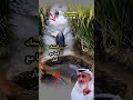 حين يظن الصياد أنه أحكم الحيلة تأتي لحظة ت ذك رنا أن التدبير بيد الله وحده 