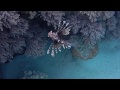Wadi Lahmy Azur Resort. Laguna. Очаровательная лагуна!!!