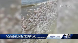 Amazing sight: Woman spots thousands of cannonball jellyfish on Tybee Island