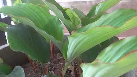 sự thật về ngải đen - công dụng của ngải đen - cách dùng ngải đen - ngải đen trị ung thư - ngải đen