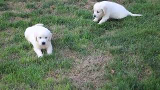 English Cream Golden Retriever Puppies For Sale