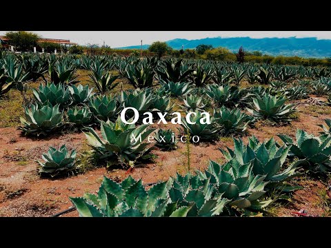 メキシコ旅行のおすすめスポット/オアハカ メスカル農場見学 Mexico Oaxaca Mezcal ラテンアメリカ 一人旅 デジタルノマド 中南米  Sony α7C DJI Air 2S