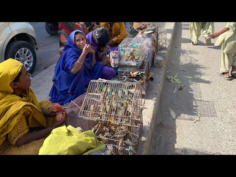 Biggest Sunday Lalukhet Birds Market | 17 May 2026 | PBI Official