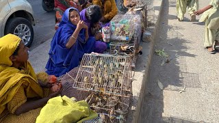 Biggest Sunday Lalukhet Birds Market | 17 May 2026 | PBI Official