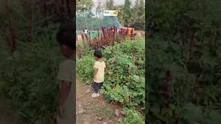 नेचर 💫🥰#youtbeshorts #cutebaby #laxminarayansong #lifeisbutadream#love  #music#loving