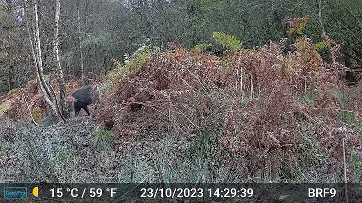 Wild Boars Passing by - Forest Of Dean