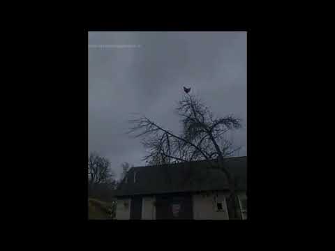 Chicken Screaming Meme Template Download Link In Comments 