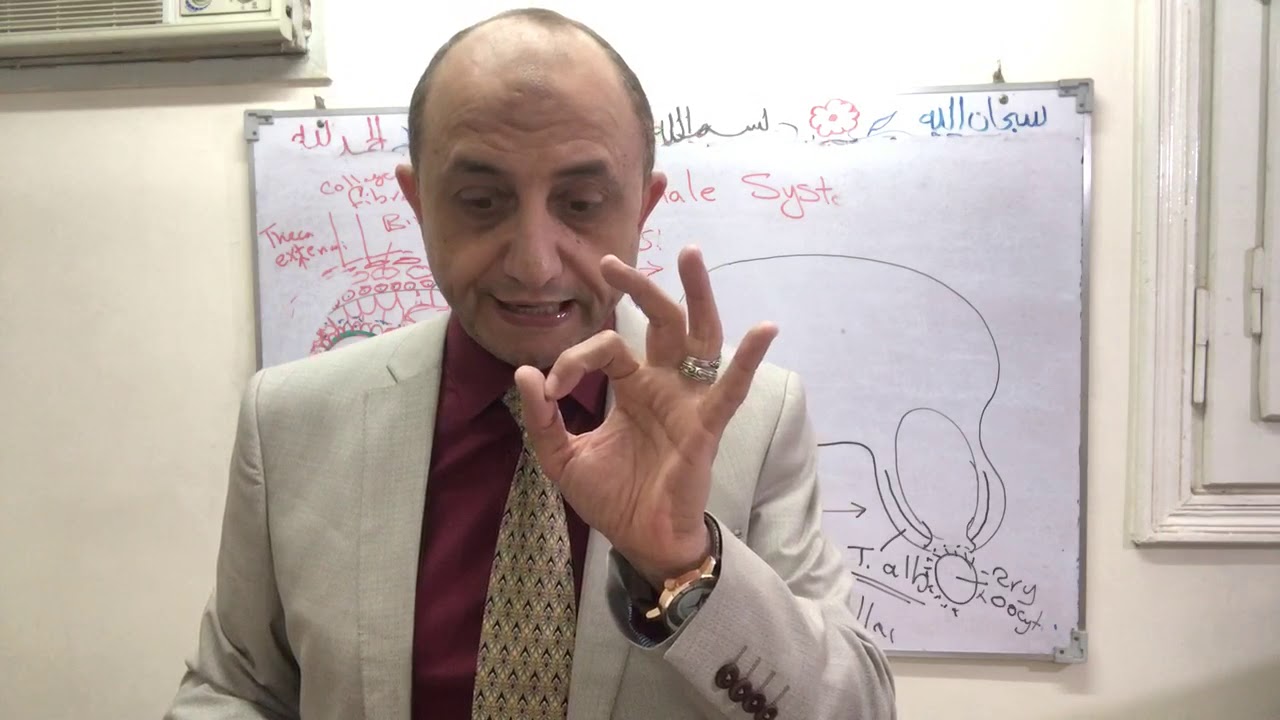 Ovulation- corpus luteum